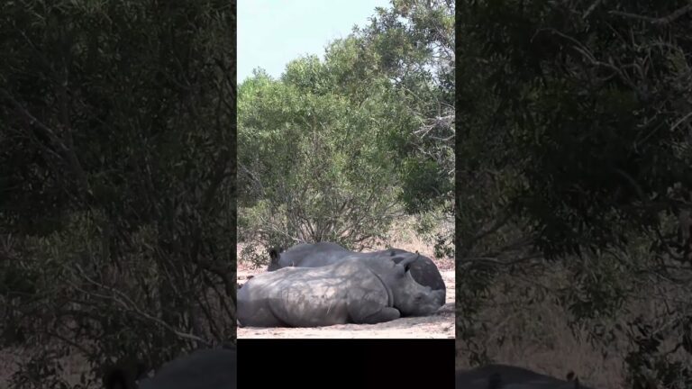Giraffe walks past Rhino  #4k