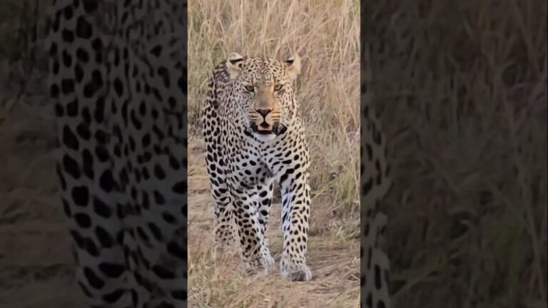 Epic Safari Moments You Can't Miss..