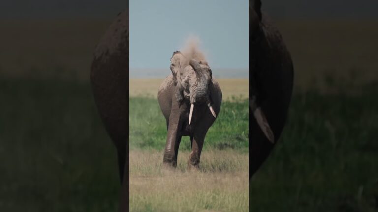 Kenya | Safari