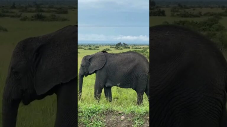 Top 5 Must-Visit Safari Destinations in Kenya