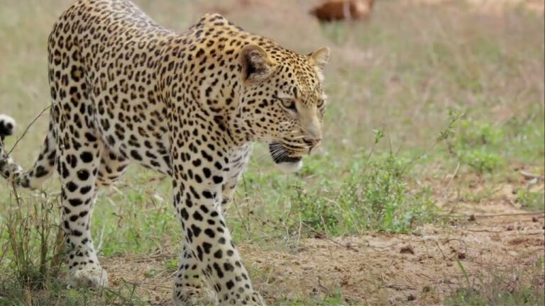 World's best safari destinations