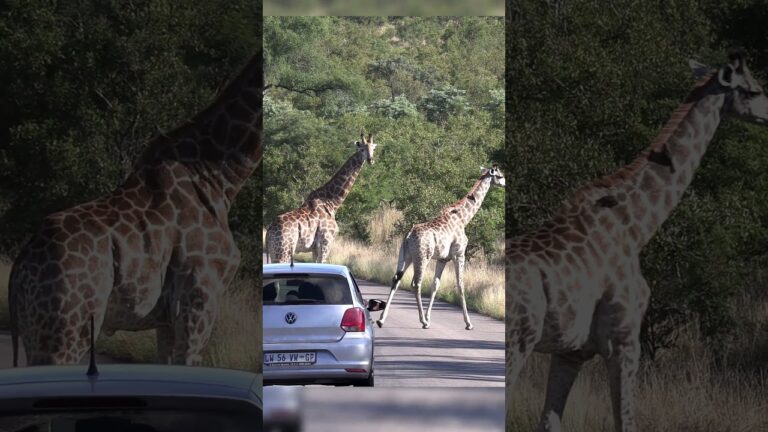 Giraffe Traffic Jam #wildlife #nature #animals #africansafariadventures #giraffe #africa