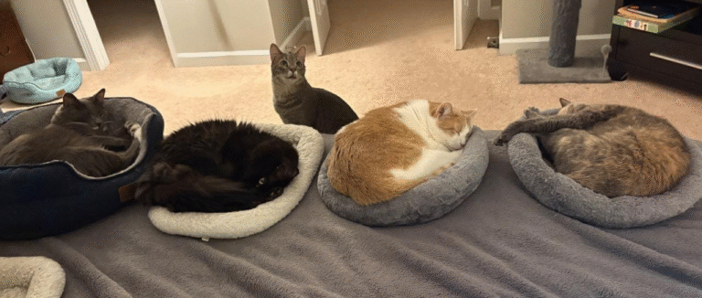 weekend open thread – July 5-6, 2025