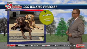Dog walking forecast 7.1.25