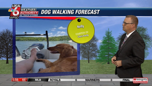 Dog walking forecast 7.2.25