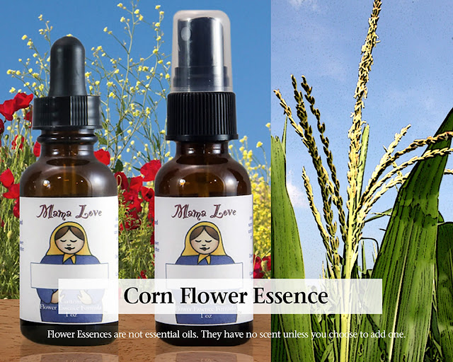 Stand Tall, Be Grounded with Corn Flower Essence