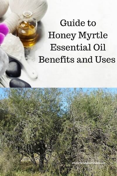 Honey Myrtle Essential Oil Benefits and Uses in Aromatherapy