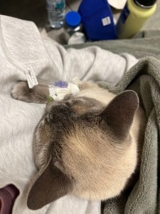 Remmy’s Liver Disease: How Pet Insurance Helped