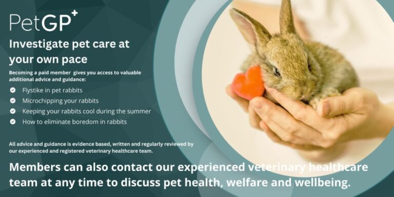 Where should my rabbits live?  