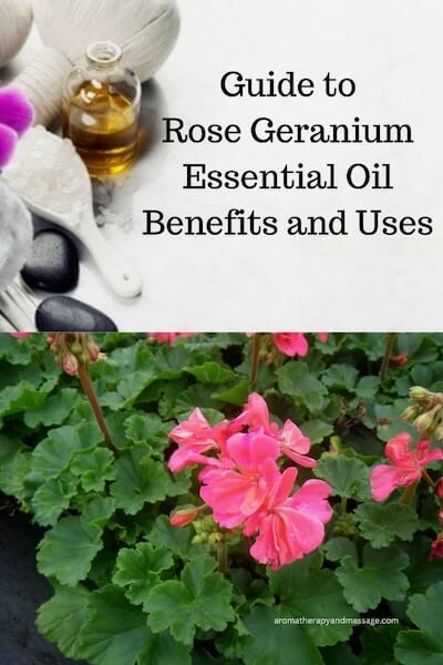 Rose Geranium Essential Oil Benefits and Uses in Aromatherapy
