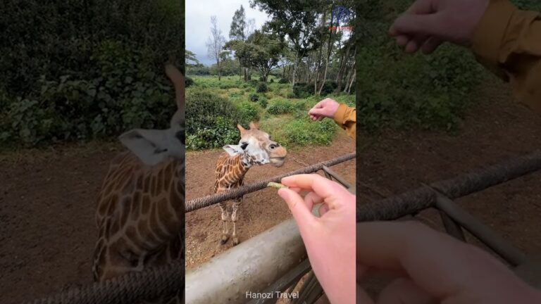 Top 5 Must-Visit Destinations in Nairobi, Kenya 🦒🌍 #shorts #NairobiAdventures #traveltips