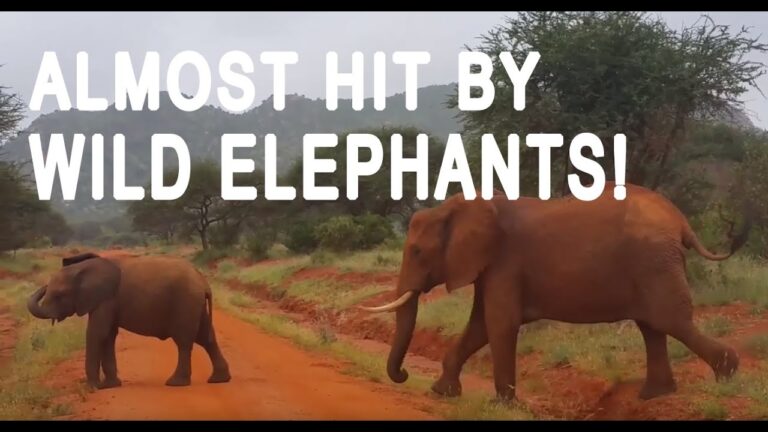 African Safari Adventure – Wild Elephant Crossing!
