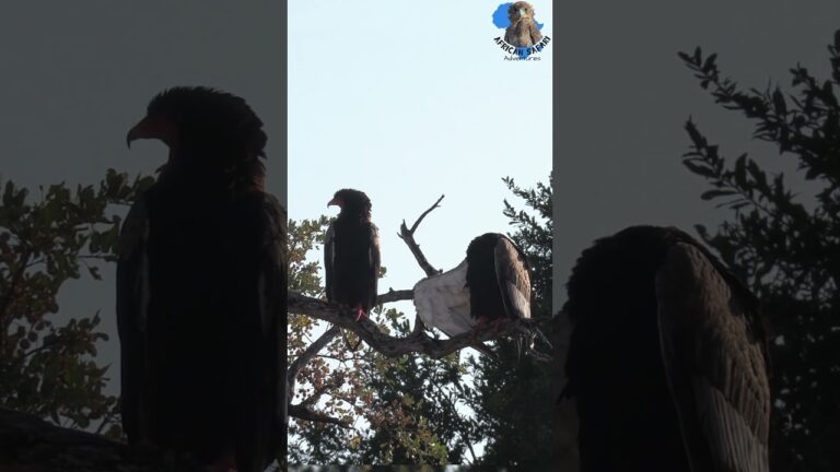 Bateleurs Bonding in a tree #wildlife #nature #animals #birds #birdlovers #eagles #bonding #preening