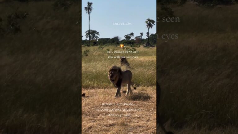 WILDLIFE SIGHTINGS | ZIMBABWE | Bucket List Adventure | SOLE HOLIDAYS | MAR 2026 #africansafari