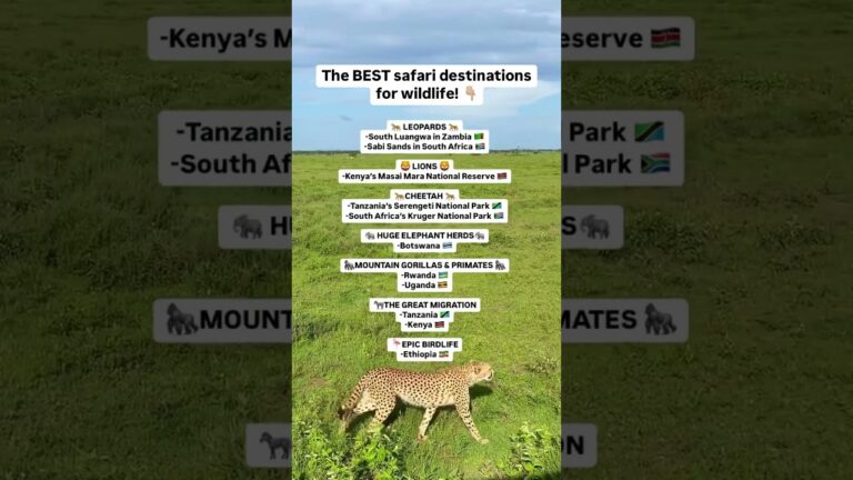 The Ultimate African Safari Experience