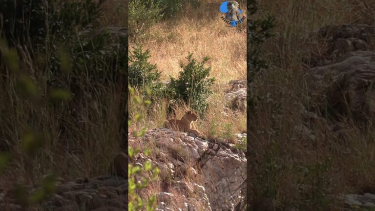 Lone Lion sighted on the rocks #wildlife #nature #animals #lion #cat #catlovers #rock #explore