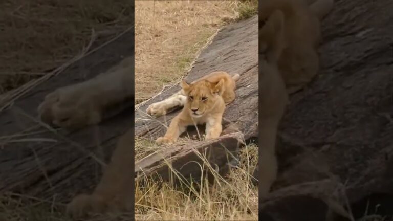 African Safari 4K-Scenic Wildlife Film With African Music#shorts #safari #wildlife Animal Attack