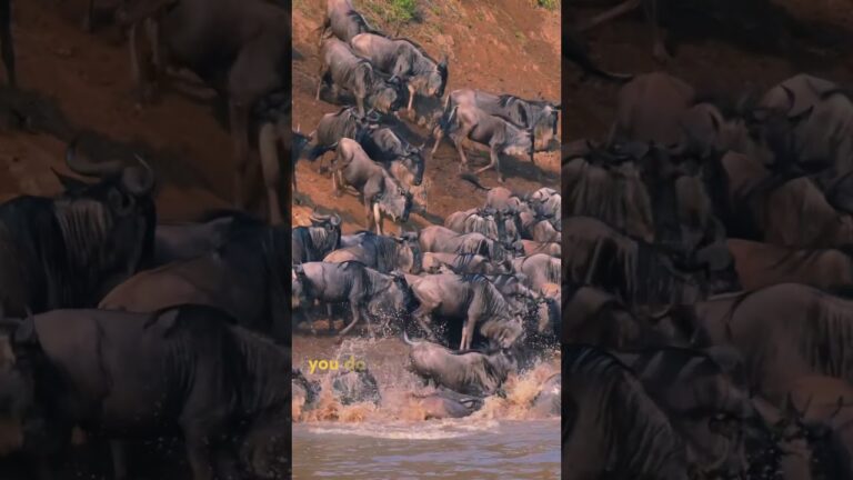 Wild Safari in Kenya #travel #safari #wildlife
