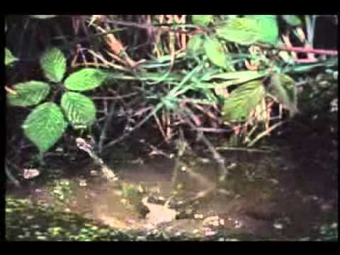 Kenya Safaris Tours,Africa wildlife family holidays ,Kenya wildlife safari