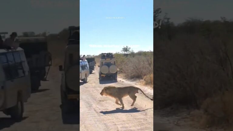 2025 Adventure Safari Retreat | #Namibia | SOLE Holidays -JUL 2025 #africansafari #luxurysafari