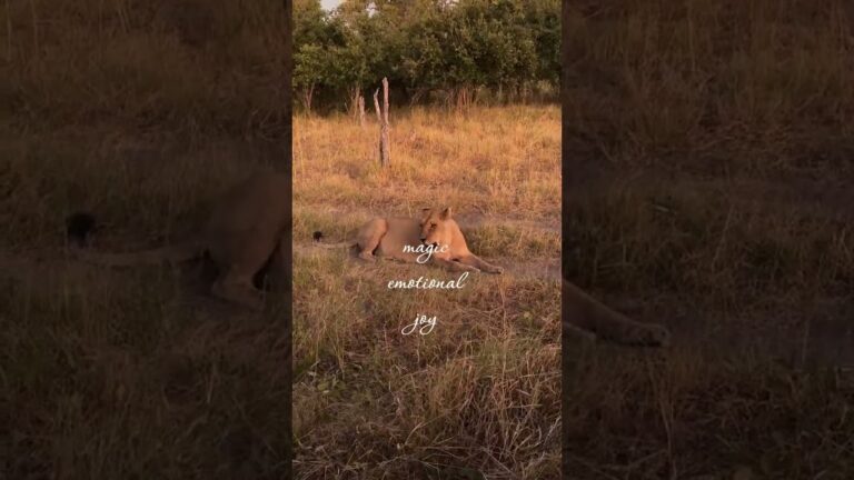 How an African  Safari Feels | Ultimate Luxury Adventure | SOLE Holidays #safariadventure #retreat