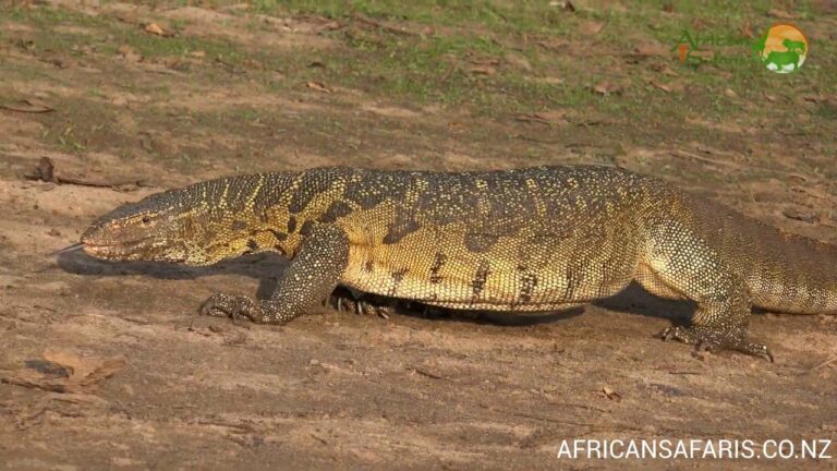 Nile Monitor Lizard – Africa's largest lizard