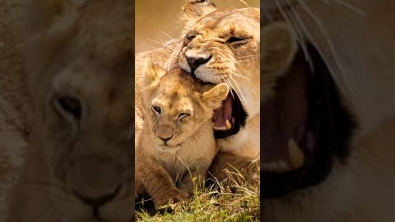 The lioness's cub wants to play with mom | Very Beautiful Sightings #lion #cubs #wildlife #shorts