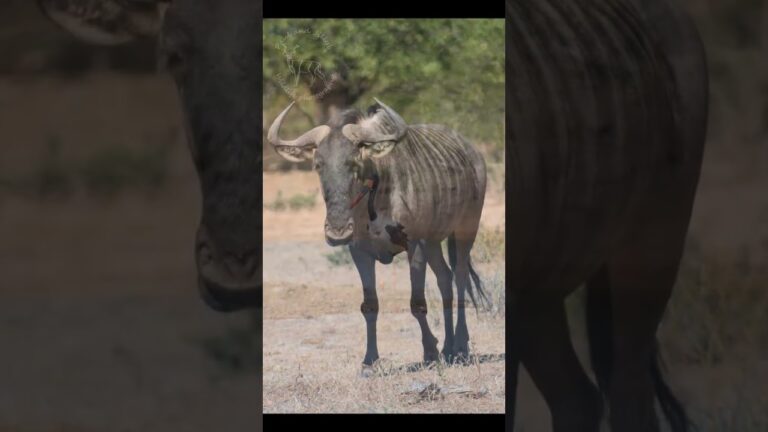 Enjoy a 1 minute South African safari-join us in the Kruger park! #africansafari #krugersafari