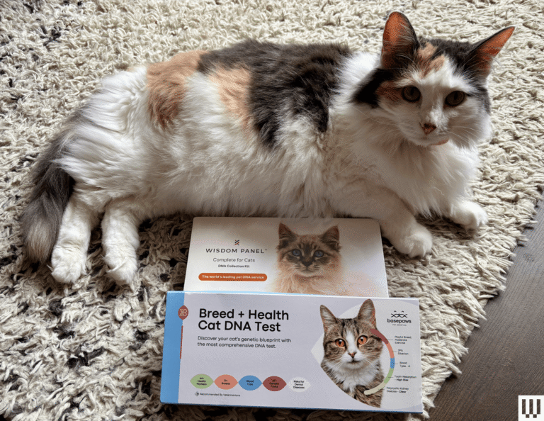 I Tried the Best At-Home Pet DNA Test Kits on My Two Cats (2025)