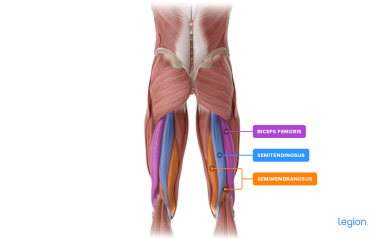 8 Best Hamstring Exercises for Lower Body Size & Strength