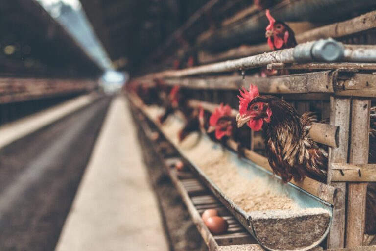 How To Make Your Chicken Grow Big And Healthy(Broilers) – Eggpreneur