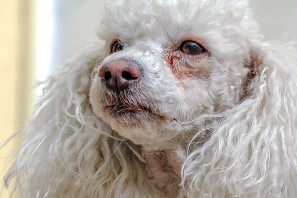 Why Do Dogs Get Eye Boogers & Tear Stains? 6 Vet-Verified Causes & Tips