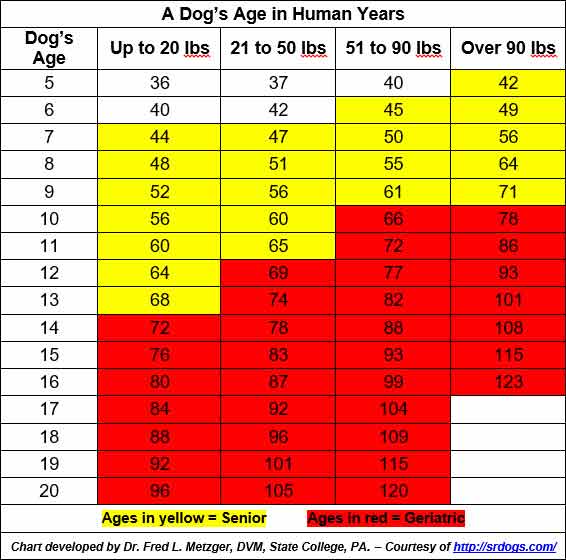 Aging Myths That Can Make Your Dog Suffer Needlessly