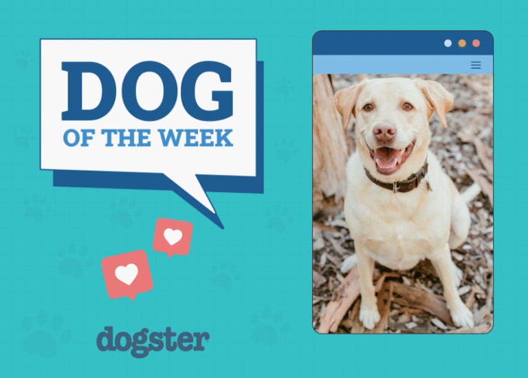 Dogster Photo Contest: Dogs of the Week Winners (August 7, 2025)