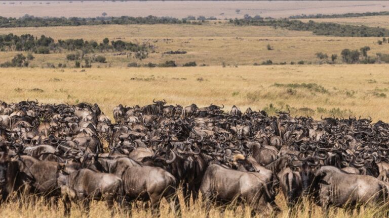 Unforgettable Experiences at Sala's Camp: Where African Safari Adventures Await