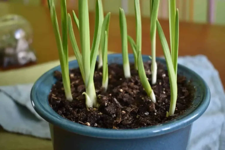 7 Easy Tips for Growing Garlic Indoors from Cloves