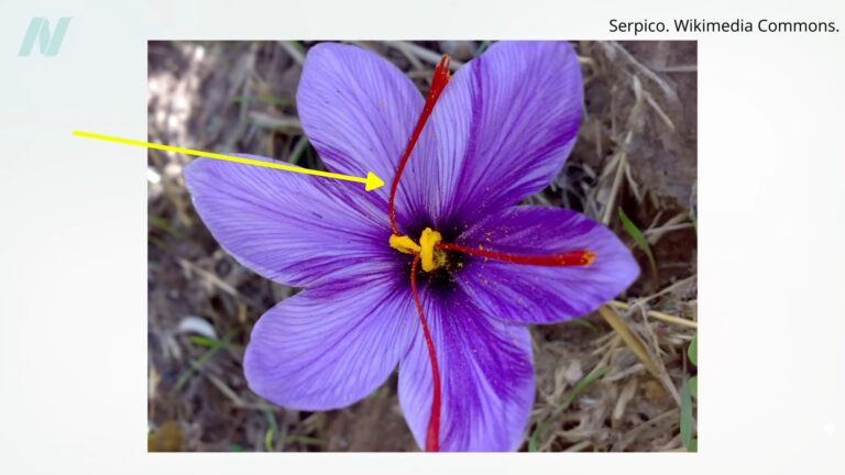 Lose Weight with Cumin and Saffron? 