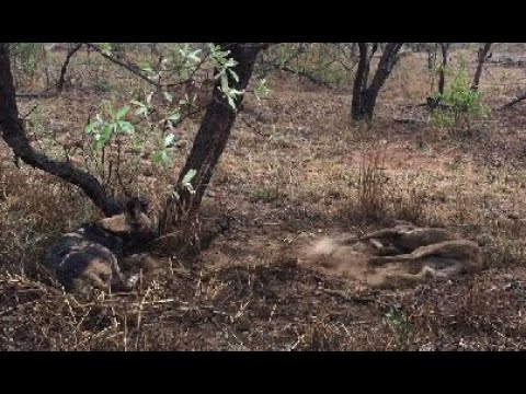 African Wild Dog, highly endangered species, enjoying a dust bath in Kruger National Park.
