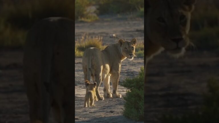 Discover the Top Safari Destinations in Africa with African Travel | Direct Travel Vacations #shorts