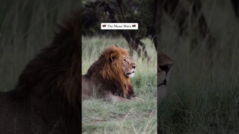 5 Must‑Visit African Safari Spots 🌍 Before You Die!