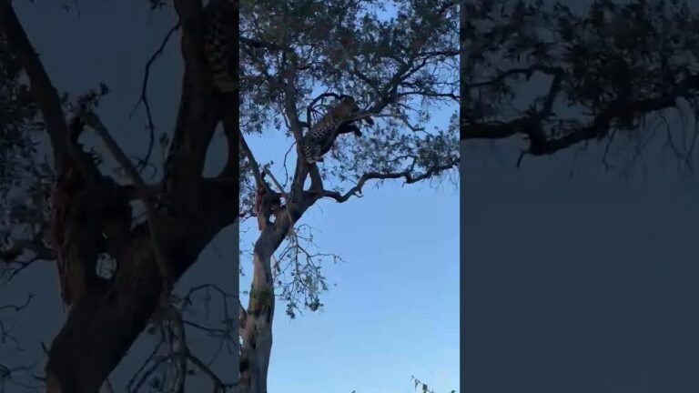 🐆 Leopard Resting in a Tree | African Safari Adventure 🌍 | Wild Cat in the Wild