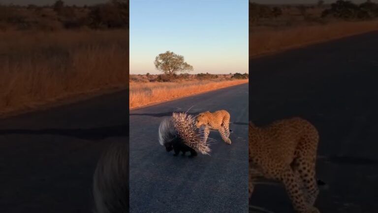 Leopard vs. porcupine: who would win? – Welcome to African Safari Guide