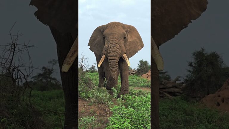 Africa's Underrated Safari Destinations