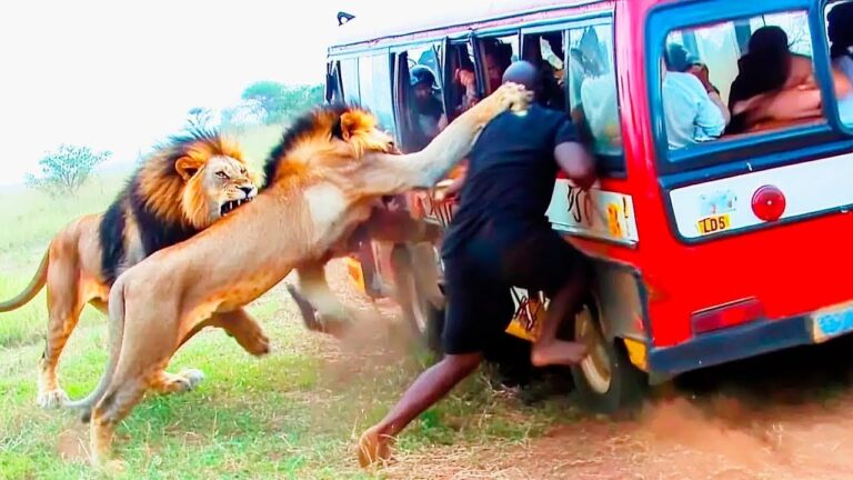Viajes de Safari en África Que Salieron Terriblemente Mal