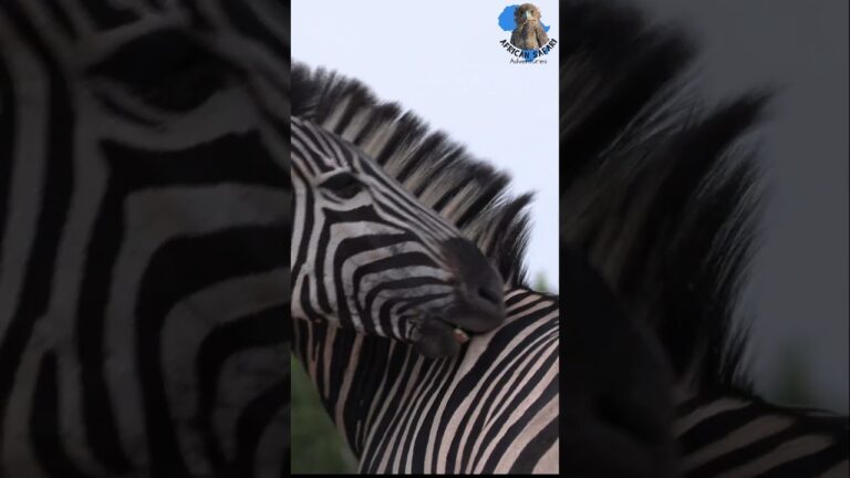 Zebras Grooming #wildlife #africa #animals #explore #zebra #groom #africansafariadventures #grooming