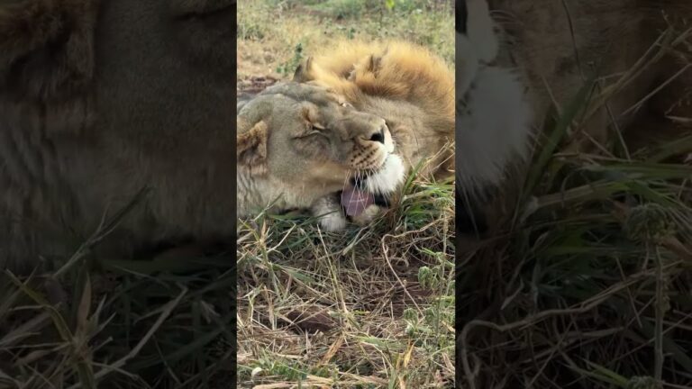 Lions make plans – Welcome to African Safari Guide—Your Ultimate Wildlife Adventure Channel! 🦁🌍