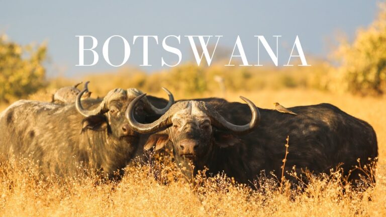 Our 10 Day African Safari Adventure | Botswana