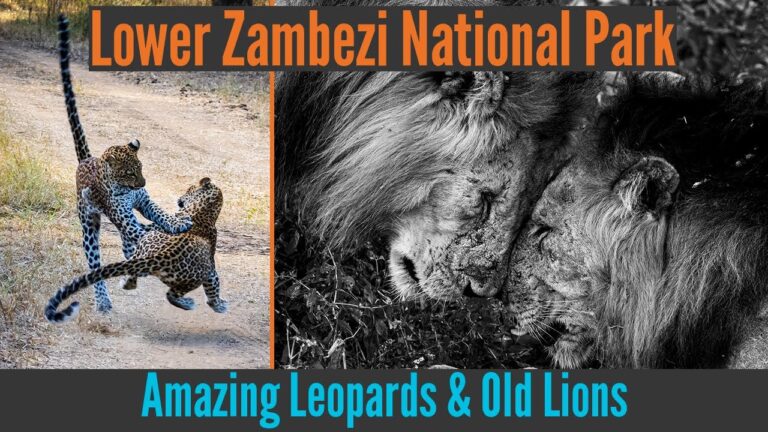 Young Leopards & Old Lions || African Safari Adventures – Episode 1 – Old Mondoro Camp, Zambia