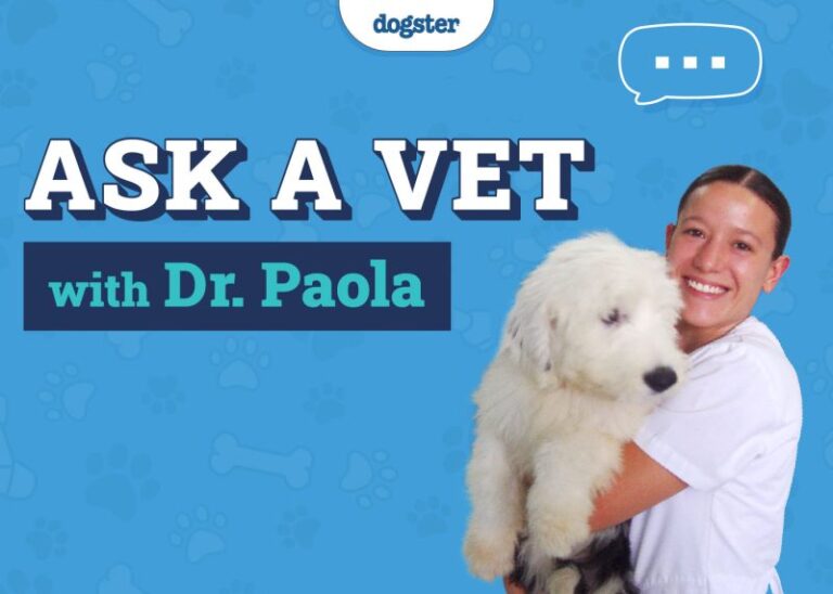 Ask Dr. Paola –  Licking, Excessive Eating & Foreign Bodies (September 29, 2025)
