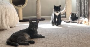 Griffin-Grendel-Laurie-Stella-300x158.jpg